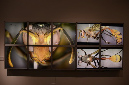 Wasp_exhibition__DSC3510